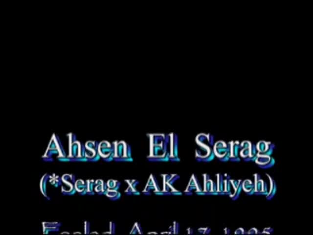 <b>Description: </b>Ahsen El Serag (Serag x AK Ahliyeh)<br/><b>Copyright: </b>Judi Parks video  alabbasiyah11@gmail.com