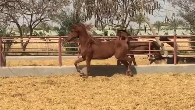 <b>Description: </b>Rody (Rawy x Reyouf) 2017 Chestnut Stallion bred by the EAO, Kuhaylan Ajuz Rodan strain<br/><b>Copyright: </b>El Maerag Arabians