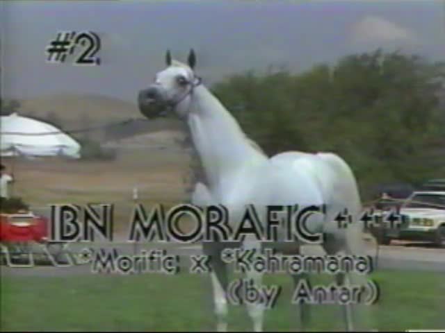 <b>Description: </b>Ibn Morafic Kline Arabians Open Barn Presentation 1987<br/>