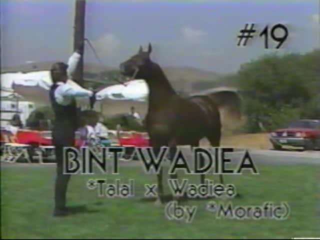 <b>Description: </b>Bint Wadiea  (*Talal by Nazeer x Wadiea by *Morafic) 1987 Kline Arabians Open Barn Presentation<br/>