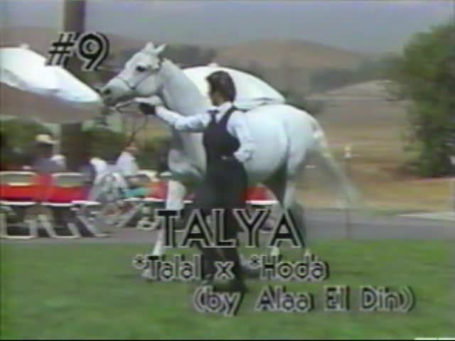 <b>Description: </b>Talya  *Talal x *Hoda by Alaa El Din, Kline Arabians Open Barn Presentation 1987<br/>