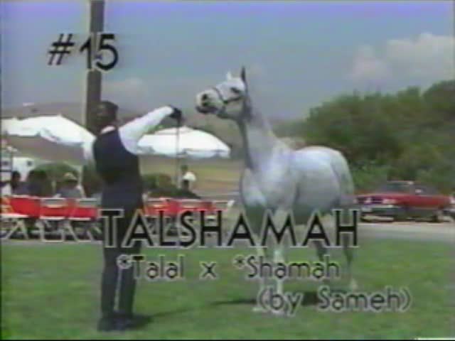 <b>Description: </b>Talshamah   1987 Kline Arabians Open Barn Presentation<br/>