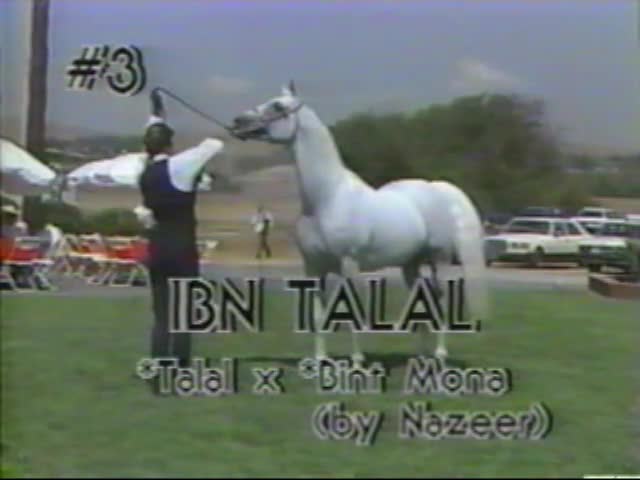 <b>Description: </b>Ibn Talal     Talal x Bint Mona  1987 Open Barn Presentation<br/>