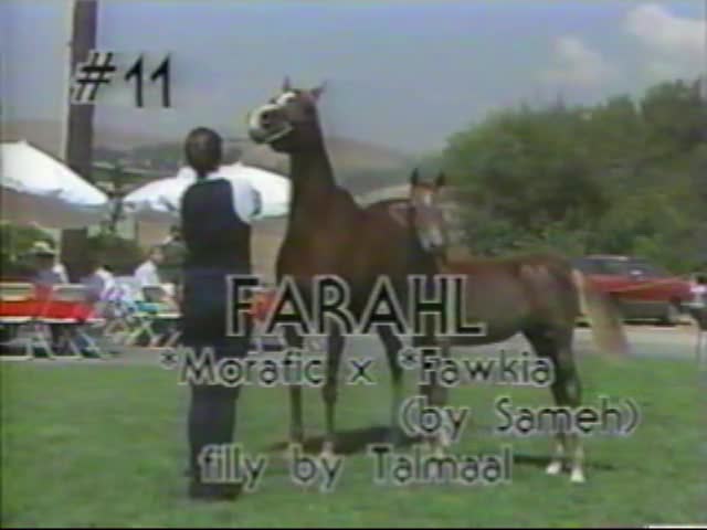 <b>Description: </b>Farahl  *Morafic x *Fawkia with filly by Talmaal at side  Kline Arabians 1987 Open Barn Presentation<br/>