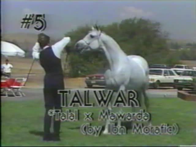 <b>Description: </b>Talwar  Talal x Mawarda by Ibn Morafic   1987 Kline Arabians Open Barn Presentation<br/>