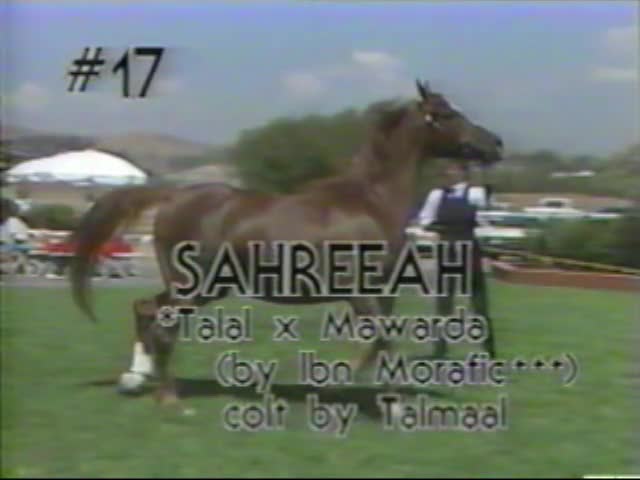 <b>Description: </b>Sahreeah   *Talal x Mawarda by Ibn Morafic  1987 Kline Arabians Open Barn Presentation<br/>