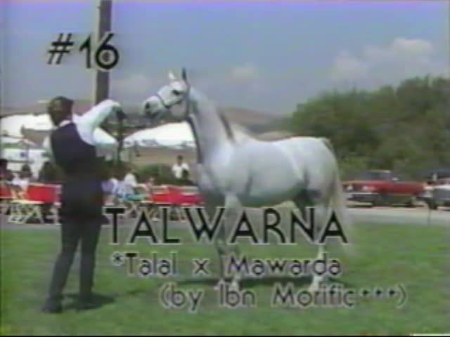 <b>Description: </b>Talwarna   *Talal x Mawarda by Ibn Morafic   1987 Kline Arabians Open Barn Presentation<br/>