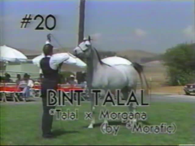 <b>Description: </b>Bint Talal    *Talal x Morgana by *Morafic   1987 Kline Arabians Open Barn Presentation<br/>