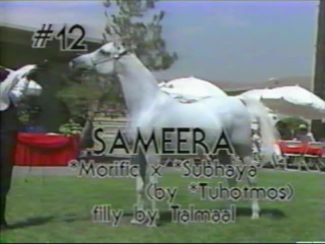 <b>Description: </b>Sameera   *Morafic x Subhaya with filly by Talmaal at side  1987 Kline Arabians Open Barn Presentation<br/>