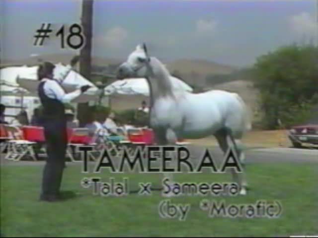 <b>Description: </b>Tameeraa    *Talal x Sameera by *Morafic   1987 Kline Arabians Open Barn Presentation<br/>