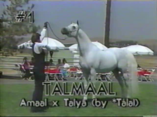 <b>Description: </b>TALMAAL     Amaal x Talya by *Talal   1987 Kline Arabians Open Barn Presentation<br/>