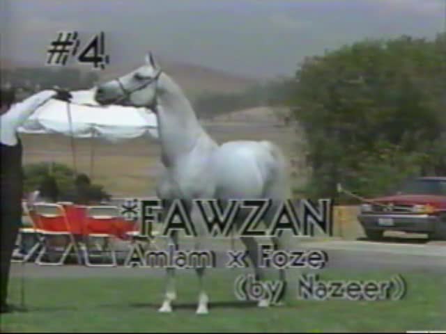 <b>Description: </b>*FAWZAN      Emam x Foze by Nazeer  imported by James M. Kline/Kline Arabians  1987 Open Barn Presentation<br/>