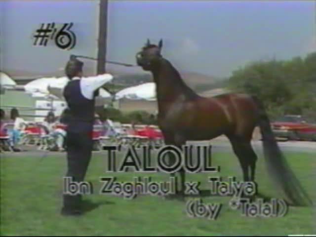 <b>Description: </b>TALOUL     Ibn Zaghloul x Talya by *Talal   1987 Kline Arabians Open Barn Presentation<br/>