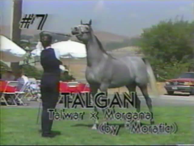 <b>Description: </b>TALGAN    Talwar x Morgana by *Morafic   1987 Kline Arabians Open Barn Presentation<br/>