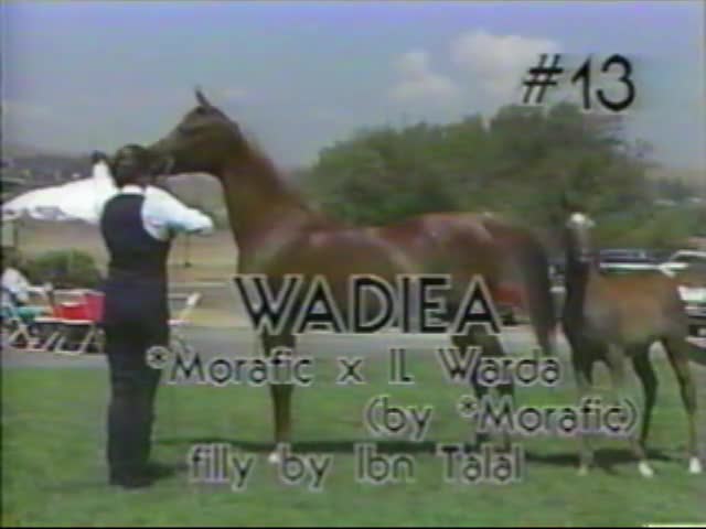 <b>Description: </b>WADIEA      *Morafic x Il Warda by *Morafic    1987 Kline Arabians Open Barn Presentation<br/>