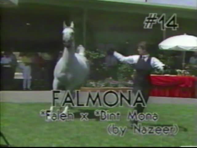 <b>Description: </b>FALMONA    *Faleh x *Bint Mona by Nazeer  1987 Kline Arabians Open Barn Presentation<br/>