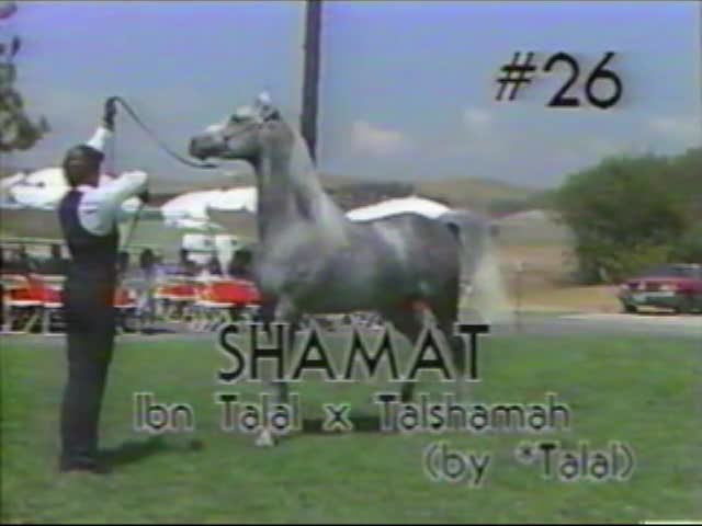 <b>Description: </b>SHAMAT      Ibn Talal x Talshamah by *Talal   1987 Kline Arabians Open Barn Presentation<br/>