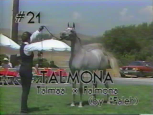 <b>Description: </b>TALMONA      Talmaal x Falmona by *Faleh    1987 Kline Arabians Open Barn Presentation<br/>