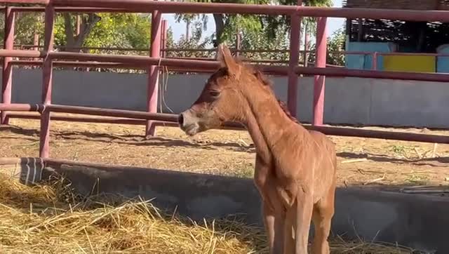 <b>Description: </b>Bahareyah (Ibn El Bahrain x Aasefah) foaled Jan 3.2023<br/><b>Copyright: </b>Char Webb video