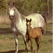 <b>Description: </b>Ansata Delilah ( Ansata Shah Zaman x Ansata Bint Misr) 1972 Dahmah Shahwaniyah. Here with Ansata Imperial as a foal.<br/>