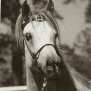 <b>Description: </b>Ansata Delilah ( Ansata Shah Zaman x Ansata Bint Misr) 1972 Dahmah Shahwaniyah. <br/>