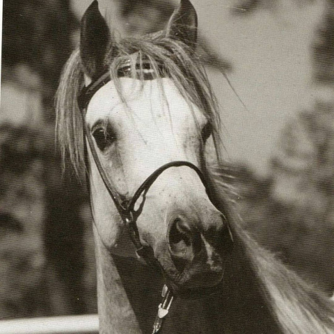 Ansata Delilah ( Ansata Shah Zaman x Ansata Bint Misr) 1972 Dahmah Shahwaniyah. 