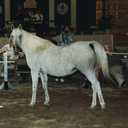 <b>Description: </b>Ansata Delilah ( Ansata Shah Zaman x Ansata Bint Misr) 1972 Dahmah Shahwaniyah. <br/>