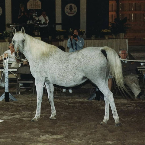 Ansata Delilah ( Ansata Shah Zaman x Ansata Bint Misr) 1972 Dahmah Shahwaniyah. 