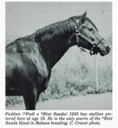 <b>Description: </b>Faddan (Fadl x Bint Saada) 1935 Saqlawi Gidran . One of the greatest sires.<br/><b>Copyright: </b>C. Craver Photo