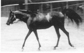 <b>Description: </b>Faddan (Fadl x Bint Saada) 1935 Saqlawi Gidran . One of the greatest sires.<br/>