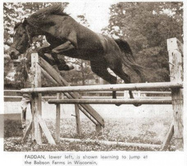 <b>Description: </b>Faddan (Fadl x Bint Saada) 1935 Saqlawi Gidran . One of the greatest sires<br/>