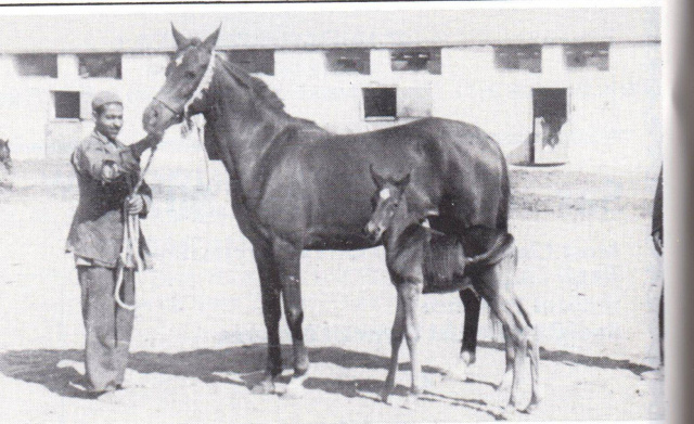 Wanisa ( Sheikh El Arab x Medallela) 1941 Saqlawiyah Gidraniyah