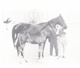 <b>Description: </b>Wanisa ( Sheikh El Arab x Medallela) 1941 Saqlawiyah Gidraniyah. Here as a foal with her dam Medallela<br/>