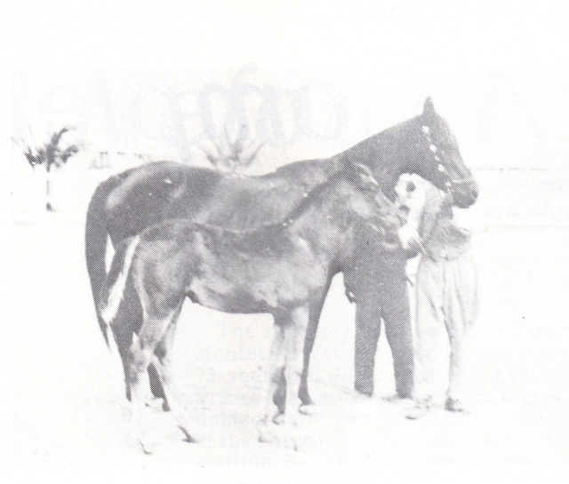 Wanisa ( Sheikh El Arab x Medallela) 1941 Saqlawiyah Gidraniyah. Here as a foal with her dam Medallela