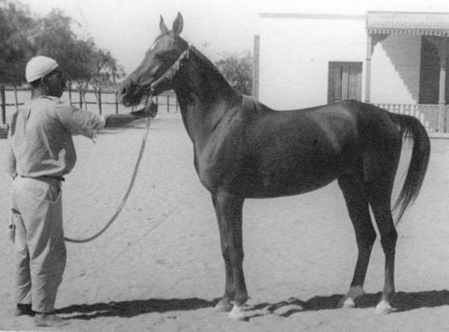 Wanisa ( Sheikh El Arab x Medallela) 1941 Saqlawiyah Gidraniyah