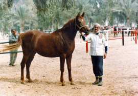 <b>Description: </b>Omnia (Akhtal x Bint El Nil) EA-1021<br/><b>Copyright: </b>Judi Parks photo www.alabbasiyah.com