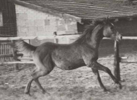 <b>Description: </b>Machmut (Ibrahim x Molesta) 1979 Dahman Shahwan. Here as a foal<br/>