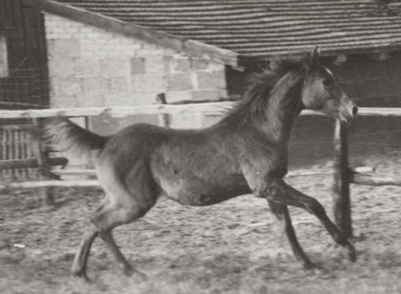 Machmut (Ibrahim x Molesta) 1979 Dahman Shahwan. Here as a foal