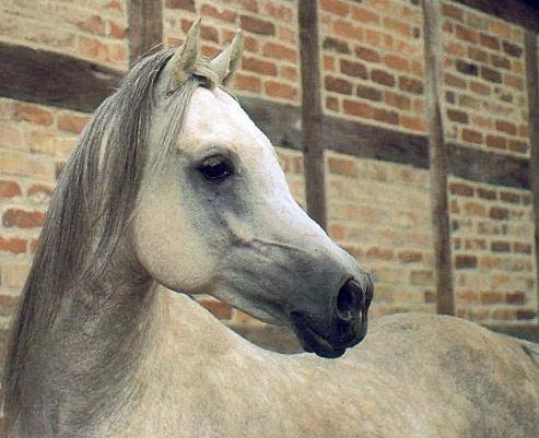 Machmut (Ibrahim x Molesta) 1979 Dahman Shahwan. 