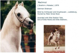 <b>Description: </b>Machmut (Ibrahim x Molesta) 1979 Dahman Shahwan. <br/><b>Copyright: </b>Annalisa Monticelli