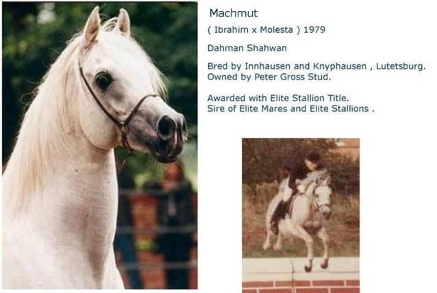 Machmut (Ibrahim x Molesta) 1979 Dahman Shahwan. 