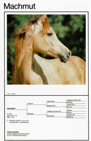 Machmut (Ibrahim x Molesta) 1979 Dahman Shahwan. 