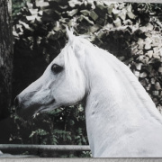 <b>Description: </b>Machmut (Ibrahim x Molesta) 1979 Dahman Shahwan. <br/><b>Copyright: </b>Nicole Sachs photo