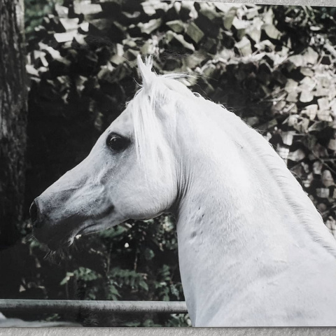 Machmut (Ibrahim x Molesta) 1979 Dahman Shahwan. 