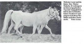 <b>Description: </b>Molesta (Hadban Enzahi/Kamel x Moheba II) 1968. Here with her dam Moheba II ( in background)<br/><b>Copyright: </b>Gross photo