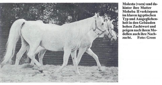 Molesta (Hadban Enzahi/Kamel x Moheba II) 1968. Here with her dam Moheba II ( in background)