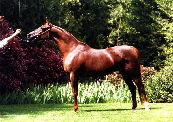 Maysa (Moniet El Sharaf x Magidaa) 1983 Abeyyah Om Jurays (Om Greiss)