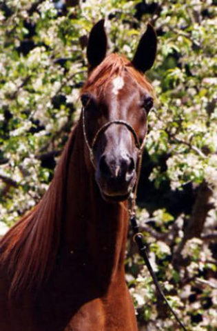 Maysa (Moniet El Sharaf x Magidaa) 1983 Abeyyah Om Jurays (Om Greiss)