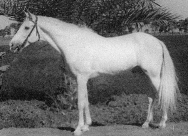 Balance (Ibn Samhan x Farida) 1928 Dahman Shahwan