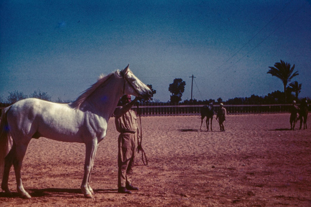 Balance (Ibn Samhan x Farida) 1928 Dahman Shahwan